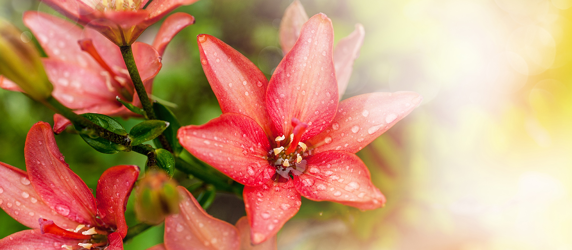 pink lily flowers on blurred background with bokeh. summer flloral natural background.