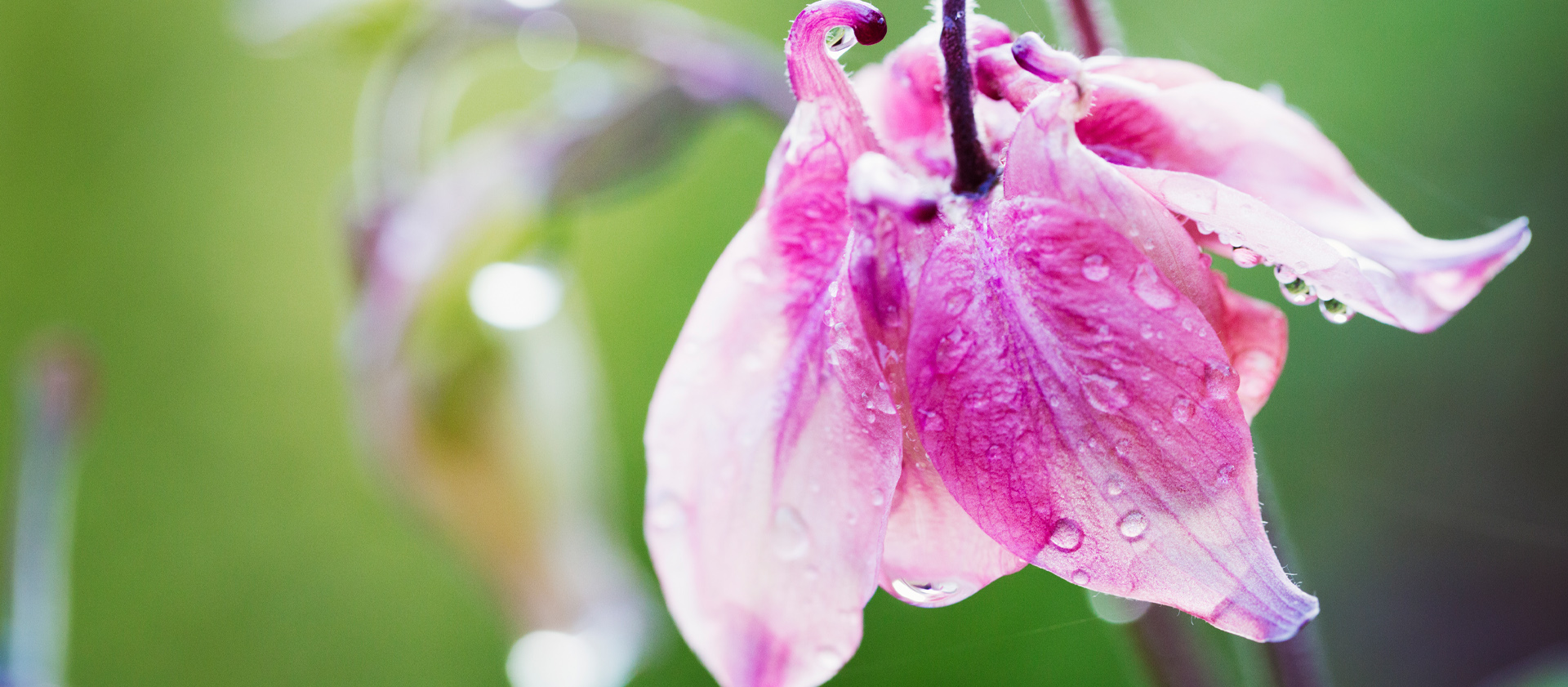pink lily flowers on blurred background with bokeh. summer flloral natural background.